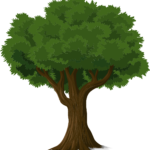 tree, trunk, leaves-576847.jpg